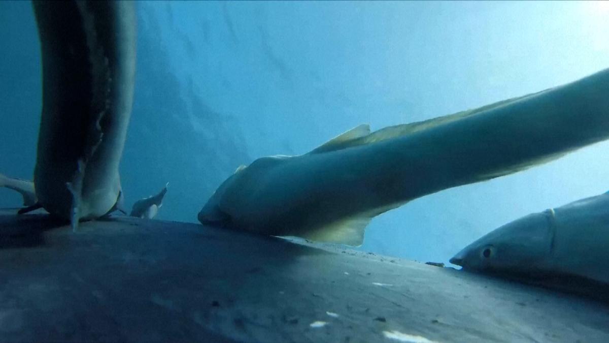 Así es como peces ventosa surfean sobre una ballena