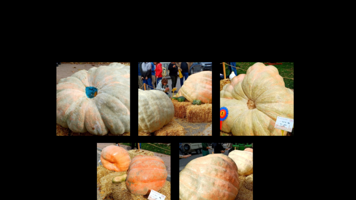 Calabazas gigantes de más de 500 kg