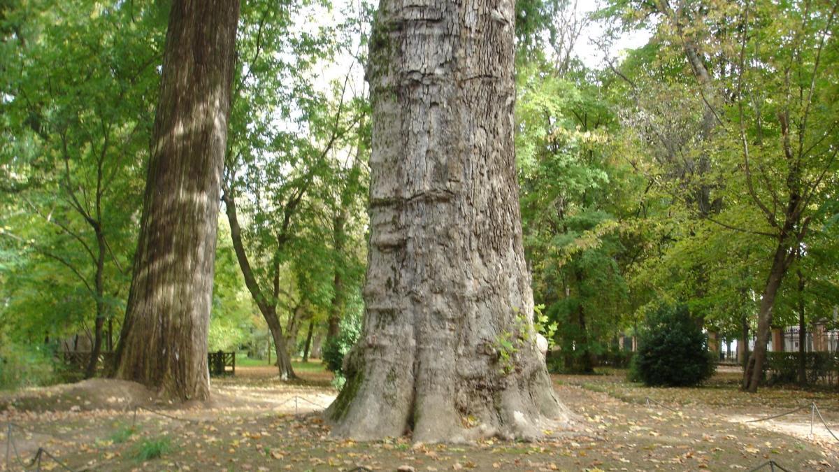 El árbol más alto y el más viejo de Madrid