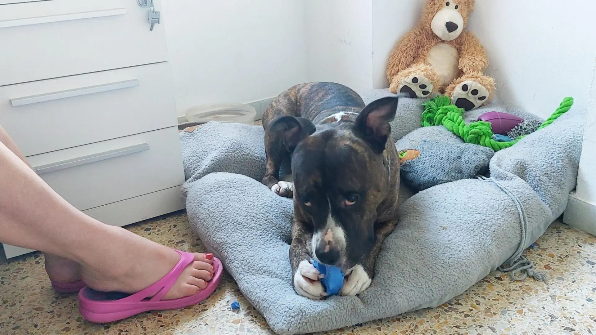 Cuando tu perro te deja sin casa: FAADA defiende el alquiler justo para las familias multiespecie