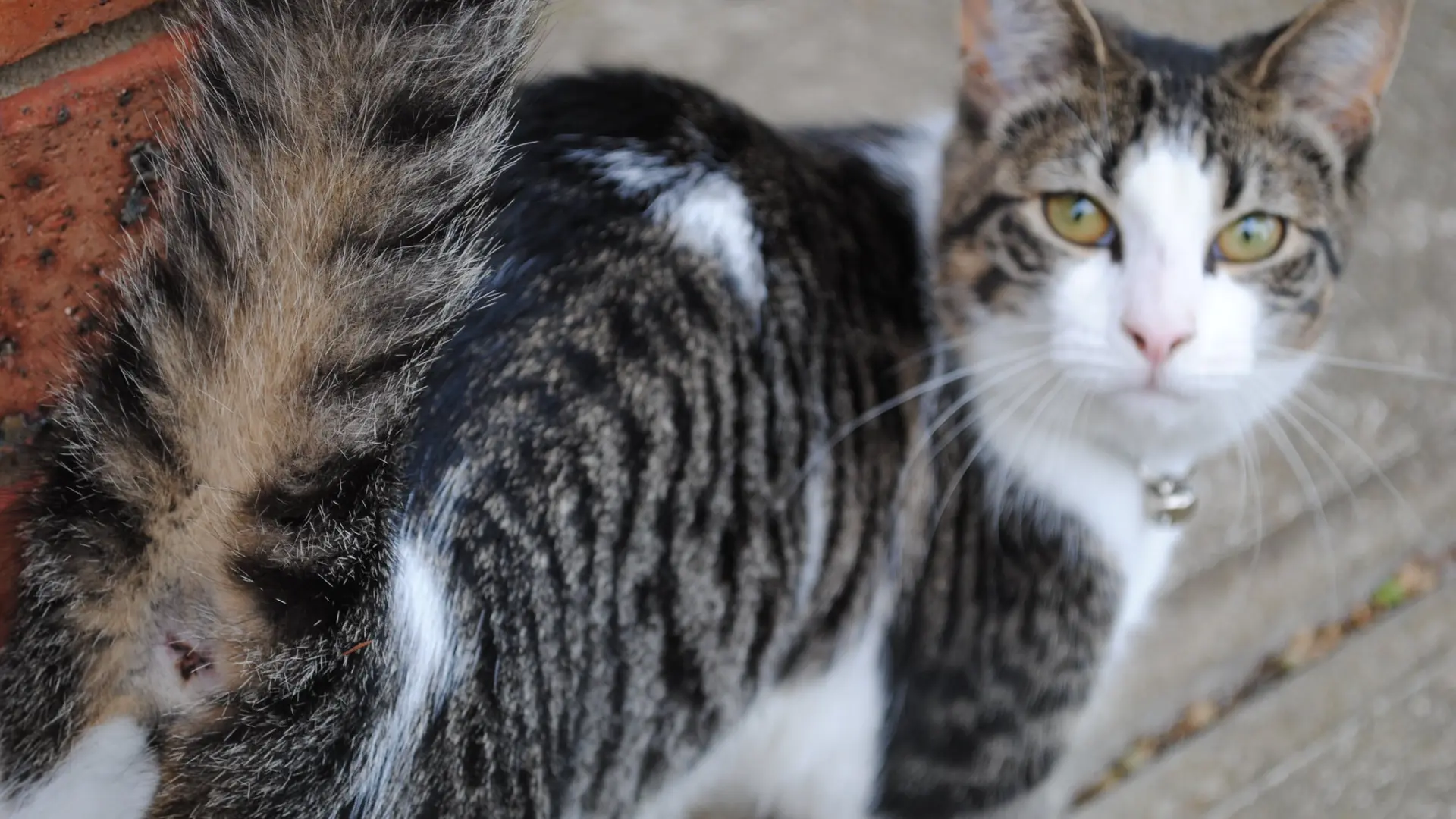 Una peculiar muestra de amistad felina: por qué tu gato te enseña el trasero