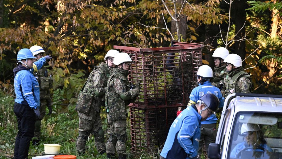Japón despliega tropas para atrapar osos tras una oleada récord de ataques y muertes