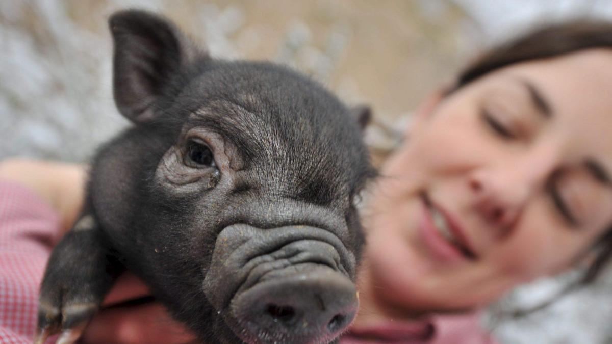 La Policía Local de Palma interviene en el atropello de un cerdo vietnamita