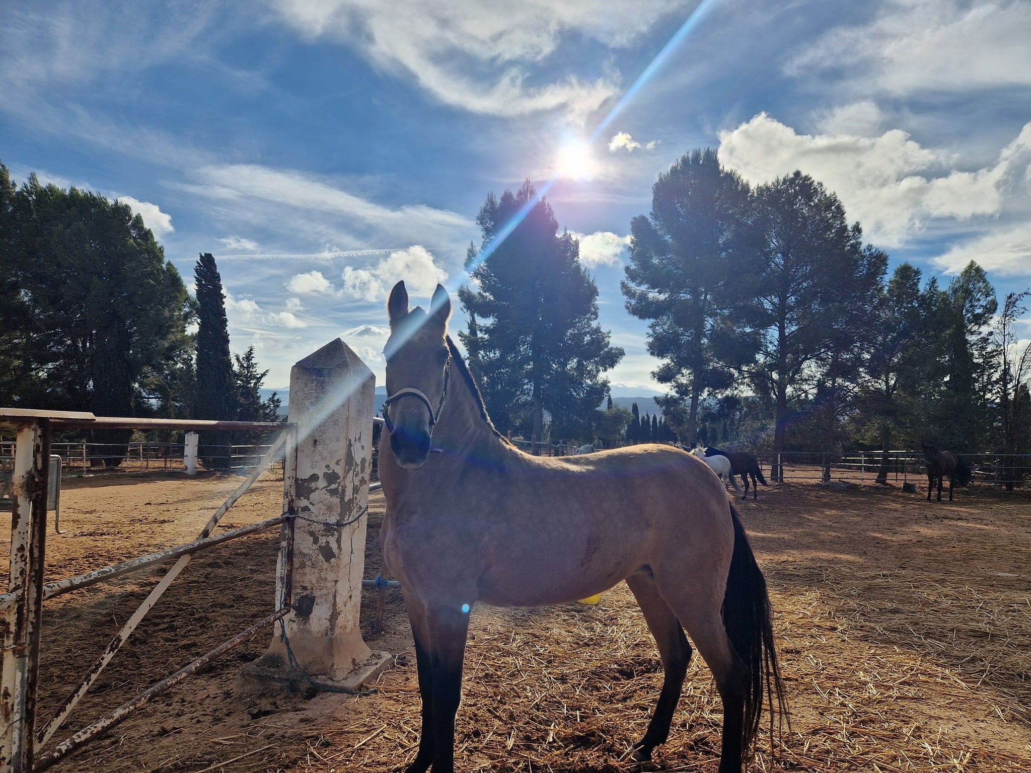 De pasear turistas a un retiro en el campo: la nueva vida de los caballos que tiraban de carruajes en Málaga