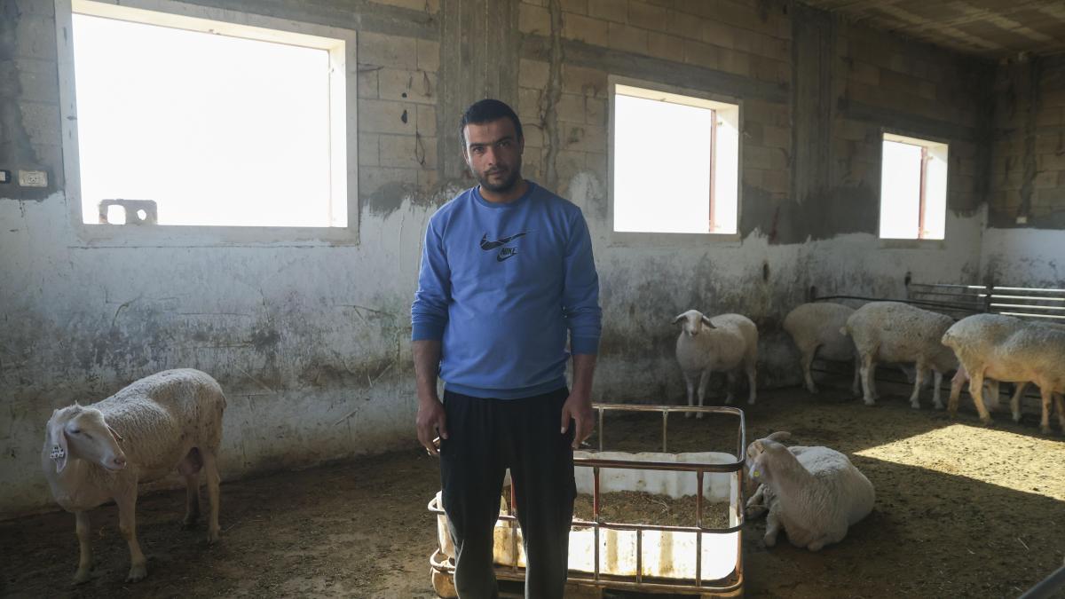 Los ataques de colonos israelíes contra palestinos en los territorios ocupados se disparan