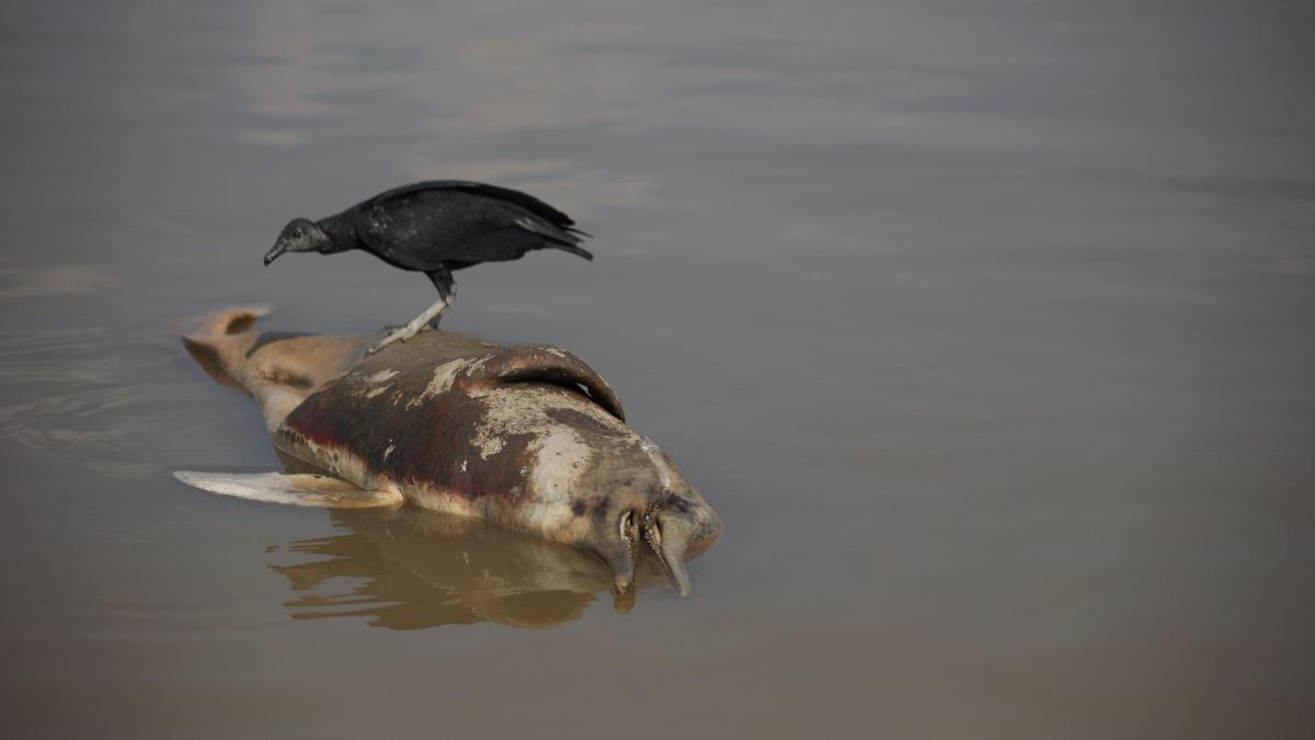 El Amazonas hierve: olas de calor convierten sus lagos en ‘spas’ de 41 °C