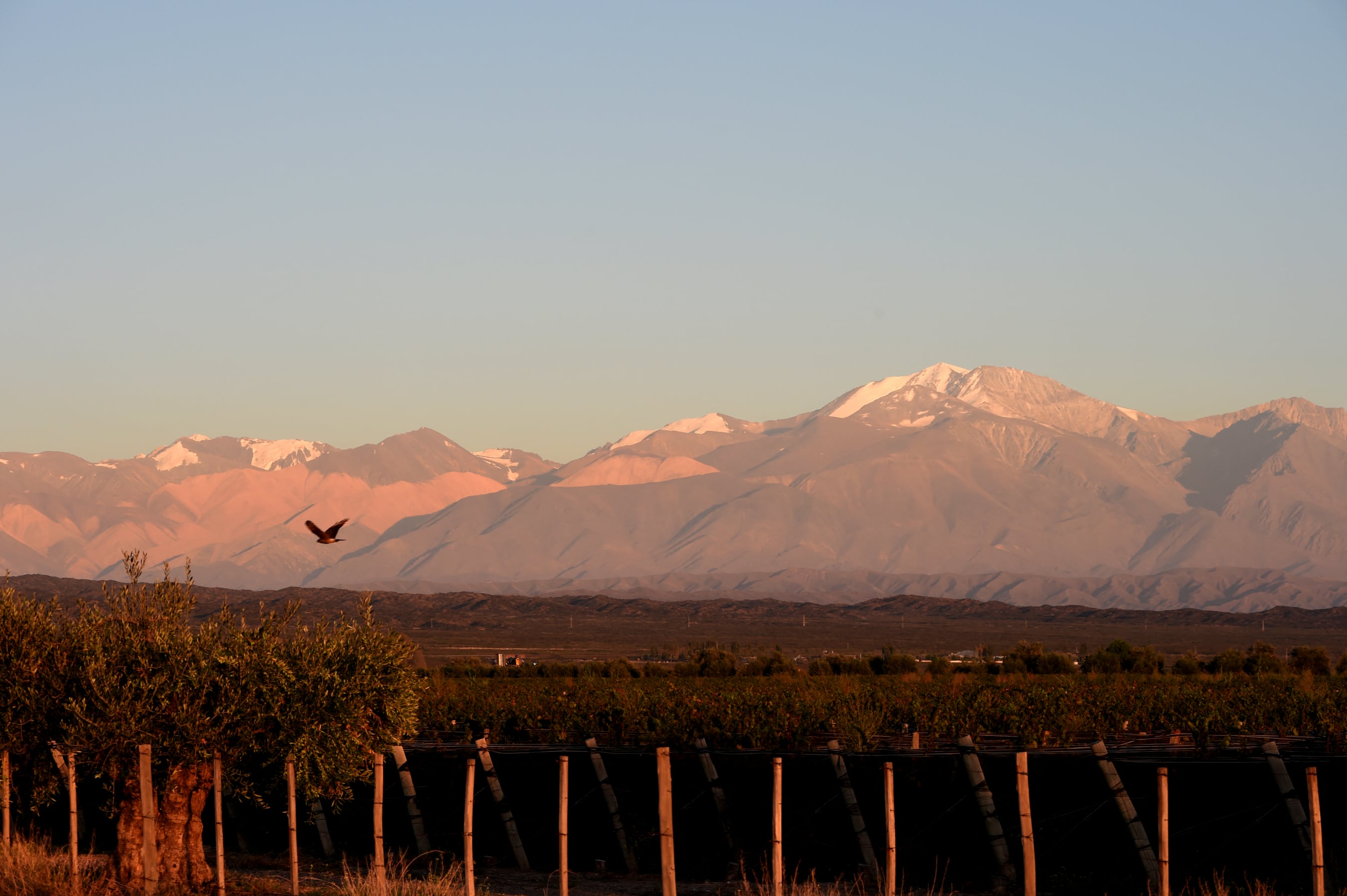 De Mendoza a la Patagonia, con parada en Madrid: la revolución del vino argentino llega a España