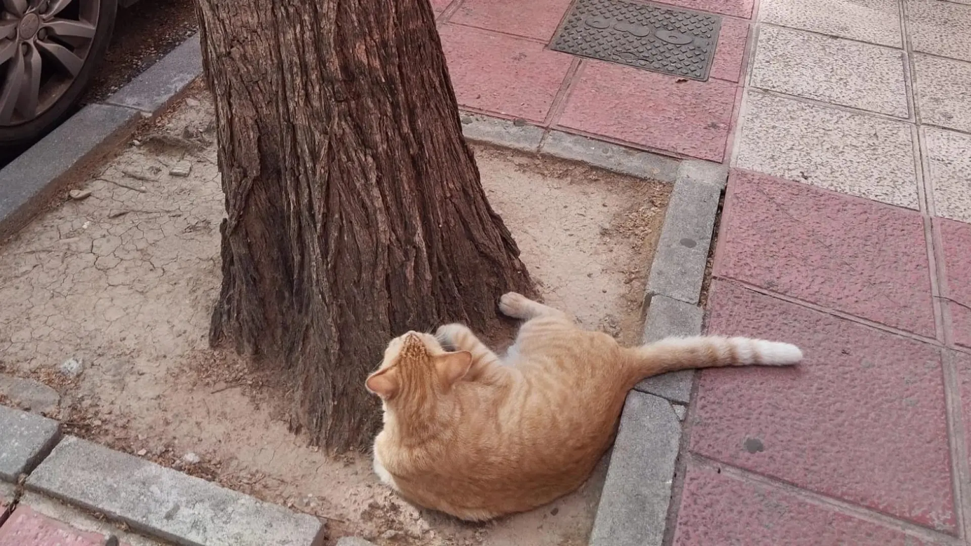 ¿Puede un gato encontrar el camino de vuelta a casa si se pierde?