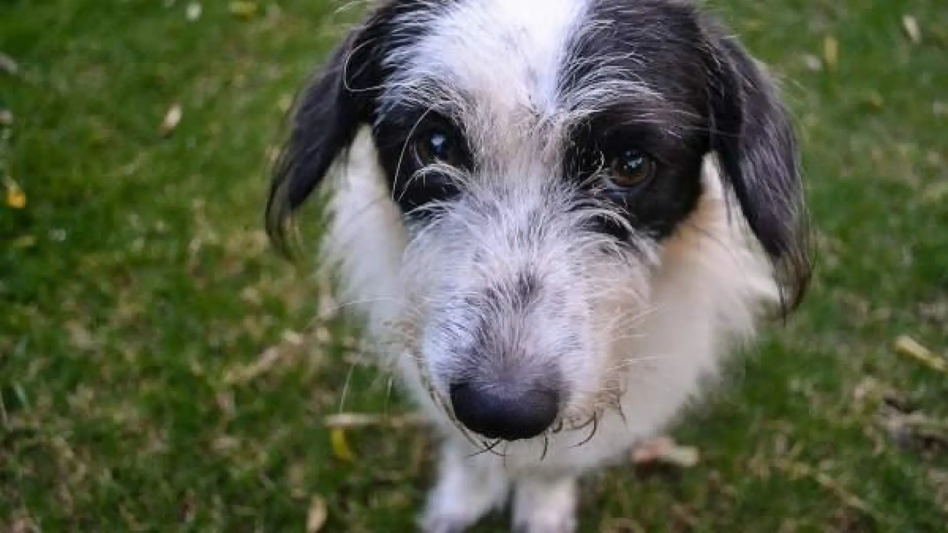 Del abandono al miedo a estar solo: la infancia emocional de los perros según la ciencia