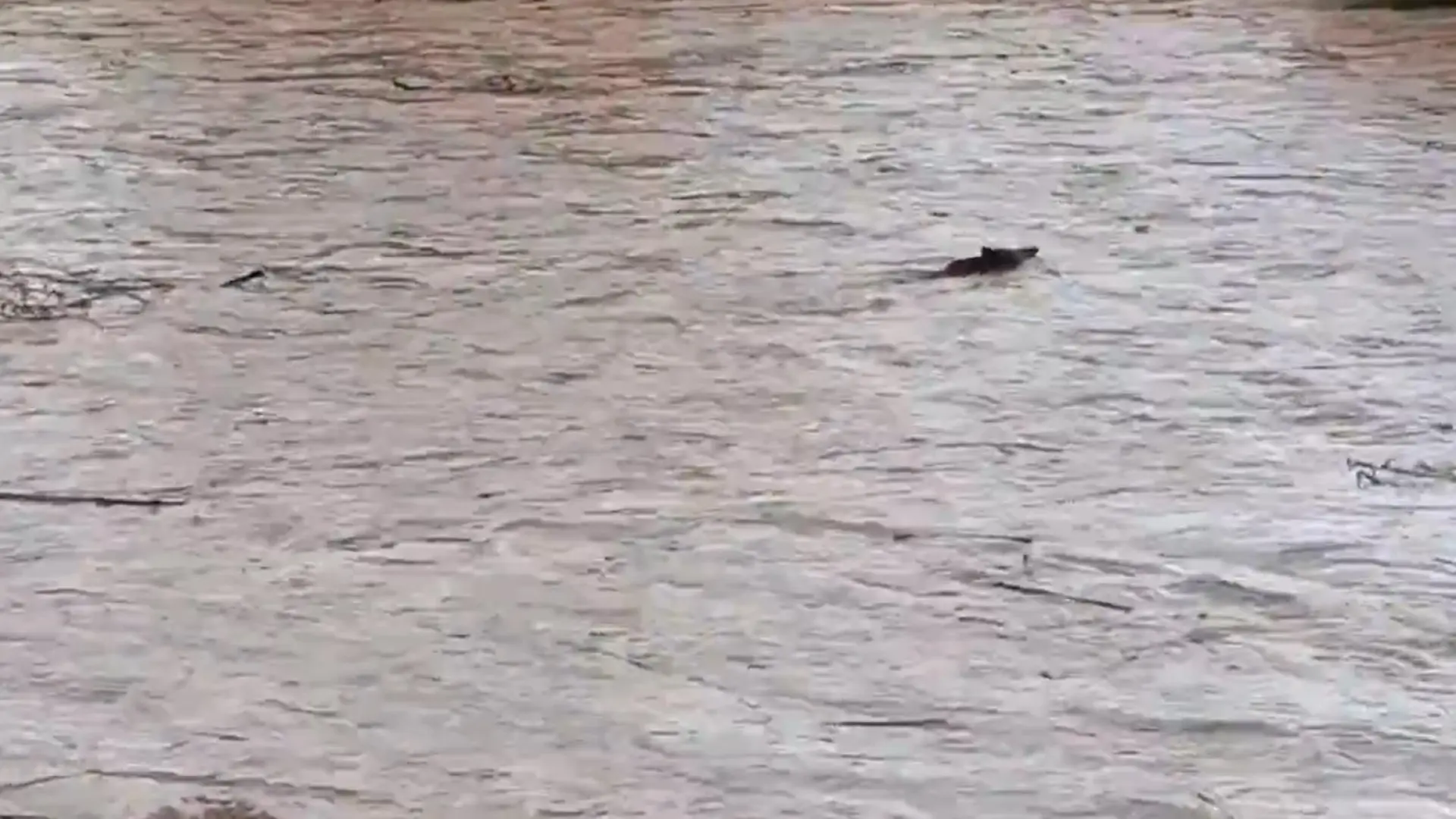 Un jabalí sorprendido por la crecida del río Besòs intenta nadar a contracorriente para salvarse durante el temporal
